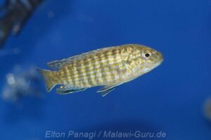 Labidochromis flavigulis
